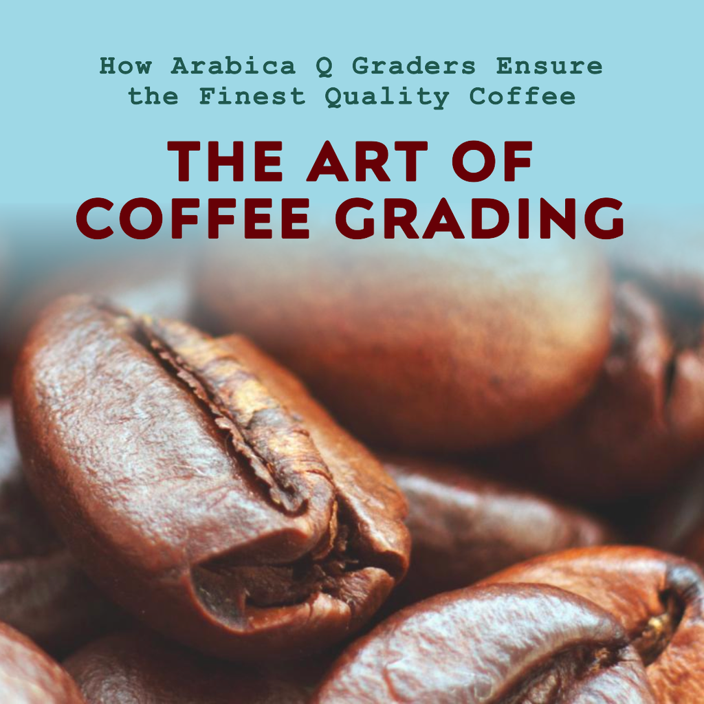 The Role of Arabica Q Grader in Ensuring the Finest Quality Coffee
